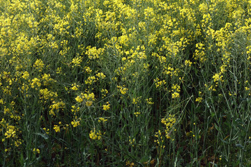 field of yellow flowers