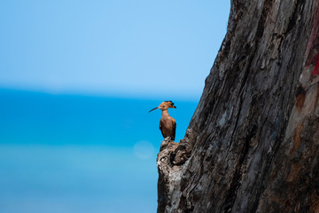 Woodpecker is sticking to branches