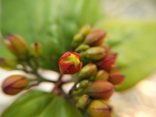 Flower bud's in garden