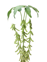 Fresh harvested soybean (edamame) plant isolated on white background