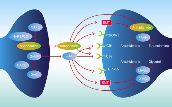 HOW AND WHY YOUR BRAIN MAKES ITS OWN CANNABINOIDS