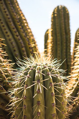 Kaktus im abendlichen Sonnenlicht