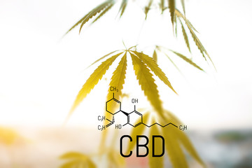 CBD is in hemp extract. Cannabidiol Formula. Concept of use in the form of gels, oils, extracts,...