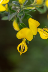 Macrophotographie de fleur sauvage - Genista pilosa