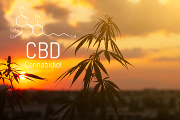 CBD is in hemp extract. Cannabidiol Formula. Concept of use in the form of gels, oils, extracts,...