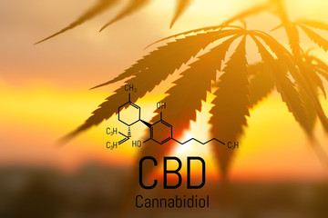 CBD is in hemp extract. Cannabidiol Formula. Concept of use in the form of gels, oils, extracts,...