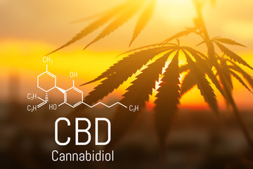 CBD is in hemp extract. Cannabidiol Formula. Concept of use in the form of gels, oils, extracts,...