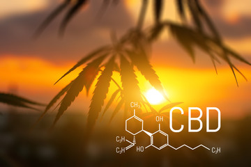 CBD is in hemp extract. Cannabidiol Formula. Concept of use in the form of gels, oils, extracts,...