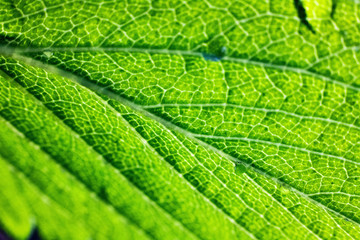 Blatt Adern Chlorophyll