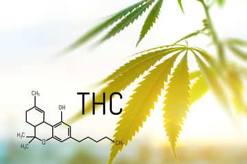 Legalized marijuana with a high level of THC for medical use, entertainment use of marijuana. Food...