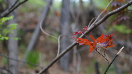 봄에볼 수 있는 가을의 흔적