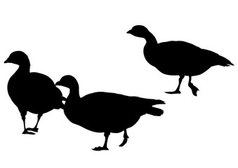 Wild ducks flock on white background