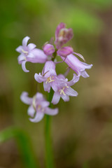 Fototapeta na wymiar Macrophotographie de fleur sauvage - Hyacinthoides non-scripta