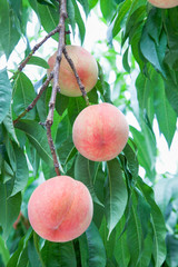 果樹園の桃