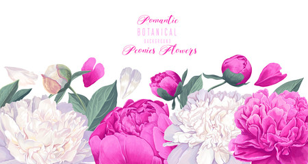 Vector horizontal border with white and pink peonies flowers on white background. Spring theme background. Hand drawn, vector, botanical floral design in realistic style. Vector illustration.