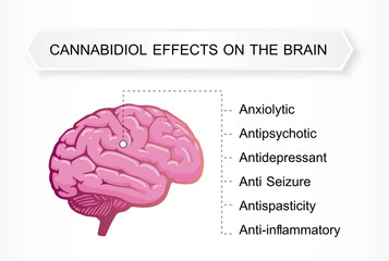 cannabidiol effects on the brain,effect on body,vector infographic on white background.