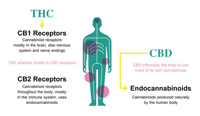 thc and cbd work in my body and CB1 CB2 receptor,how hemp can help your body benefits of cannabis