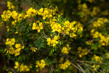 Obraz premium Yellow flower bush in a forest