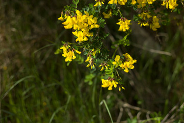 Yellow flower bush in a forest