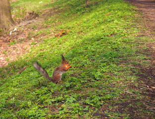 Cute red squirrel in the park standing on the grass