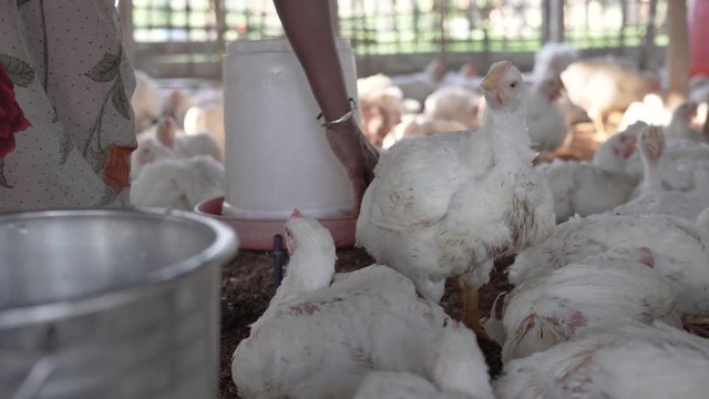 Interesting close-up footage in India about the removing of a broiler drinker, in a crowded indoor chicken farm.