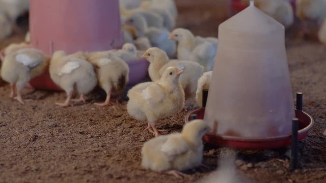 Impressive close-up view about a broiler farm where a lot of small young broilers are eating seeds from plastic feeders.