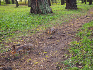 Two cute squirrels are running in the forest