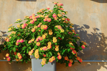 Fototapeta na wymiar Lantana camara is a species of flowering plant within the verbena family (Verbenaceae).