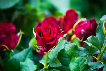 buds of red varietal roses on a green bush in a greenhouse