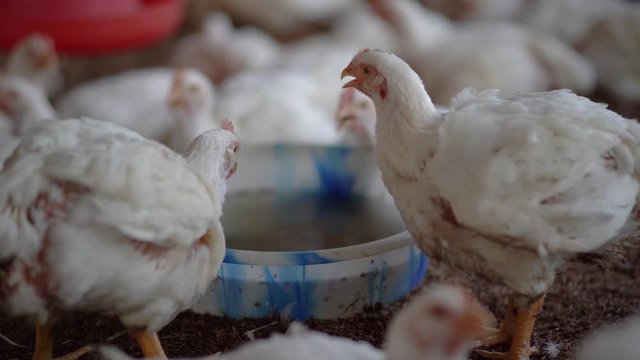 Thirsty broiler farm chickens drinking water from a container, close up shot