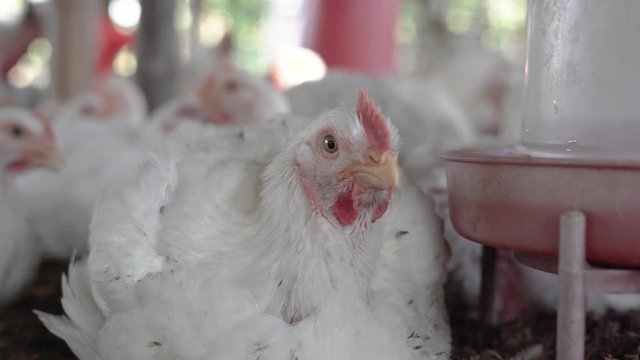 Helpless broiler chicken looking around in a poultry farm, close up shot