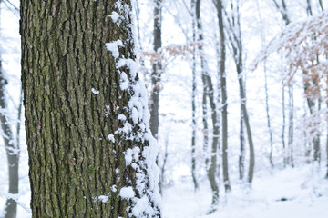 Obraz premium Landscapes of the winter forest with falling snow - wonderland park with snowfall. Snowy winter landscape scene - Image