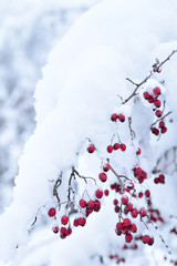  Red hawthorn berries under the snow cover
