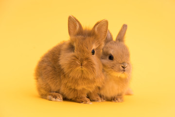Naklejka na ściany i meble Bunny funny rabbits