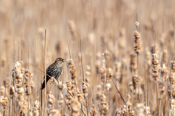 Blackbird in the Reeds