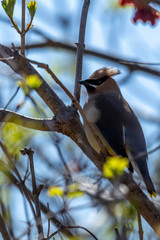 Cedar Wax wing
