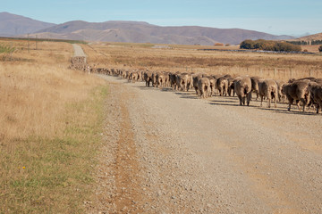 Herd of sheep