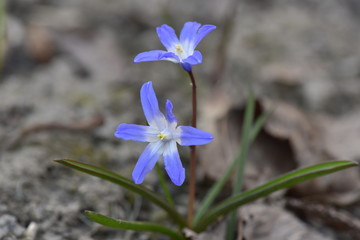 Hionodoksy snowdrops «Snow beauty»  grow in the garden in early spring