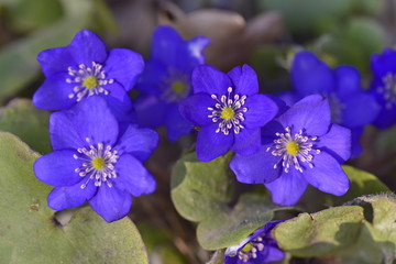 Beautiful blue snowdrops Hepatica grow in the park in early spring