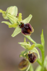 Macrophotographie de fleur sauvage - Ophrys apifera