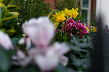 a flowerpot with pink, yellow and green plants
