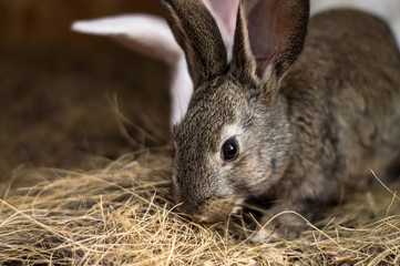 rabbit eats weed