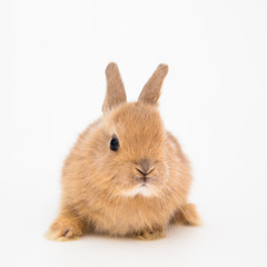 Bunny funny rabbit