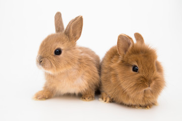 Obraz premium Bunny funny rabbits