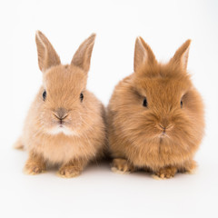 Obraz premium Bunny funny rabbits