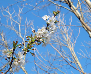 a close up of bright white apple blossom flowers with budding green spring leaves against a bright blue sunlit sky