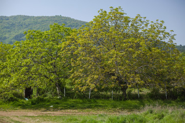 Naklejka premium Green trees and blue sky