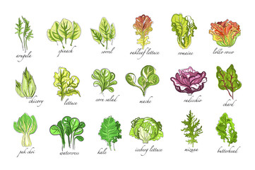 Fresh herbs set, arugula, spinach, sorrel, chicory,lettuce, corn, bok choy, salad, watercress, kale plants hand drawn vector Illustrations on a white background