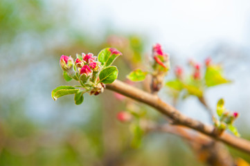 Fototapeta na wymiar Pink flowers fruit on the tree