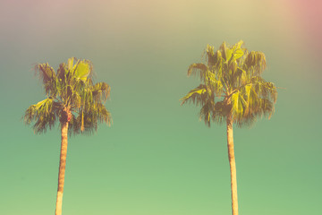 Obraz premium Two Palm Trees on Toned Light Turquoise Sky Background. 60s Vintage Style Copy Space for Text. Tropical Foliage. Seaside Ocean Beach Vacation. Hip Funky Pastel Colors
